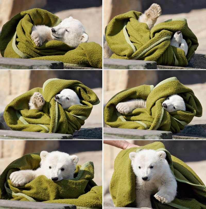 knut_afp-5572367